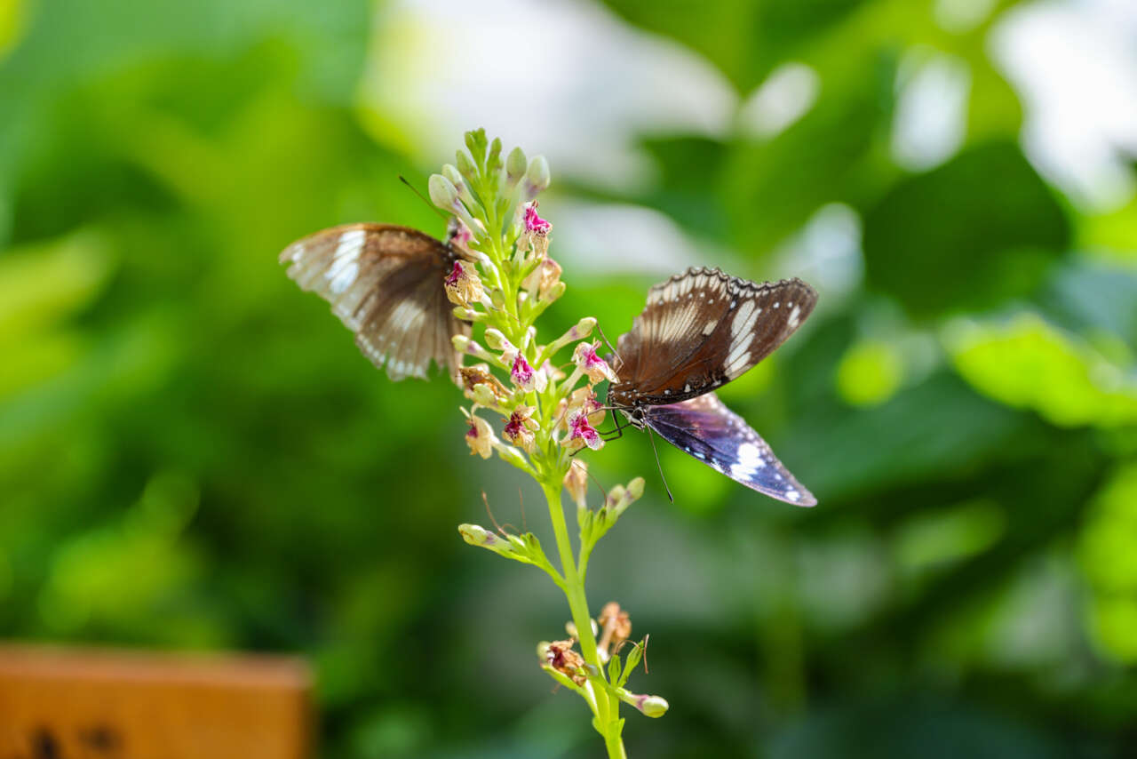 Konya’nın kelebek cenneti ziyaretçi rekoru kırdı 6
